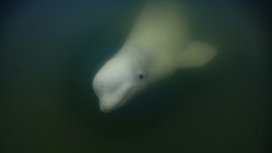 La bah&iacute;a de Hudson en Canad&aacute;, refugio estival para miles de belugas