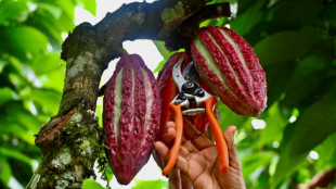 En Equateur, le cacao &agrave; prix d'or ravit les producteurs mais attire les criminels