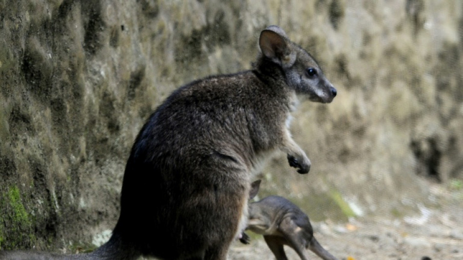 Ausgeb&uuml;xtes K&auml;nguru sorgt in Erfurt f&uuml;r Polizeieinsatz