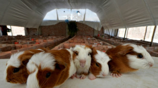 Unbekannter klaut Erfurter Sch&uuml;lern Tiere aus Streichelzoo