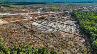 Pour se nourrir, l'Indon&eacute;sie risque une d&eacute;forestation massive