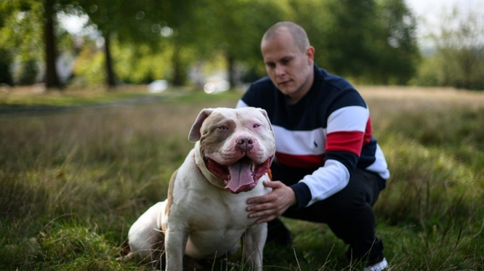 Emoci&oacute;n y rabia en Reino Unido por ataques mortales de perros 'American bully XL'