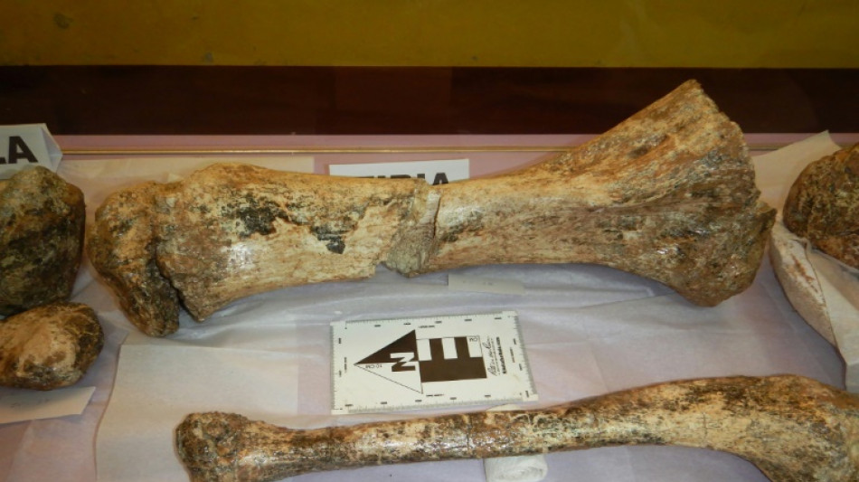 Hallan restos de tres mastodontes de m&aacute;s de 11 mil a&ntilde;os en los andes de Per&uacute;