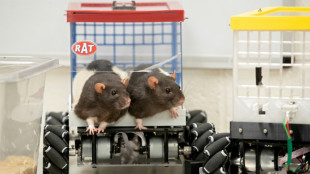 Musique: les rats aussi r&eacute;agissent &agrave; un bon tempo, r&eacute;v&egrave;le une &eacute;tude japonaise
