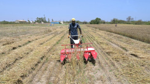 Le S&eacute;n&eacute;gal moissonne et montre que cultiver le bl&eacute; est possible