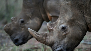 Rhinoceros blancs: un &eacute;leveur sud-africain veut en rel&acirc;cher une centaine par an
