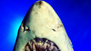&Uuml;bersauerung der Ozeane: Haie k&ouml;nnten ihren Biss verlieren
