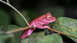 The painstaking task of cataloguing the world's species