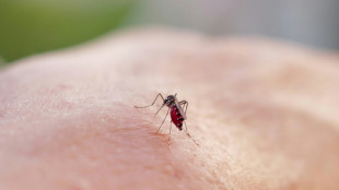 Chikungunya: 12 foyers de transmission identifi&eacute;s en m&eacute;tropole