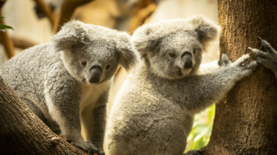 Gr&ouml;&szlig;te Genomdatenbank zu Koala-Stammb&auml;umen soll Bestand sch&uuml;tzen