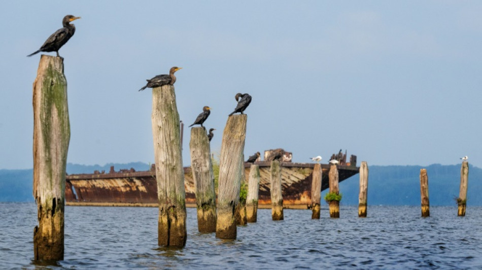 Nuevo estudio explica la disminuci&oacute;n de la poblaci&oacute;n de p&aacute;jaros en Am&eacute;rica del Norte 