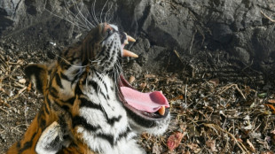 Violência armada em estado mexicano força transferência de centenas de animais selvagens