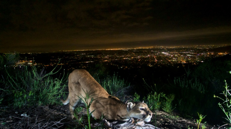 Les cougars de Los Angeles menac&eacute;s par la fr&eacute;quence accrue des feux de for&ecirc;t