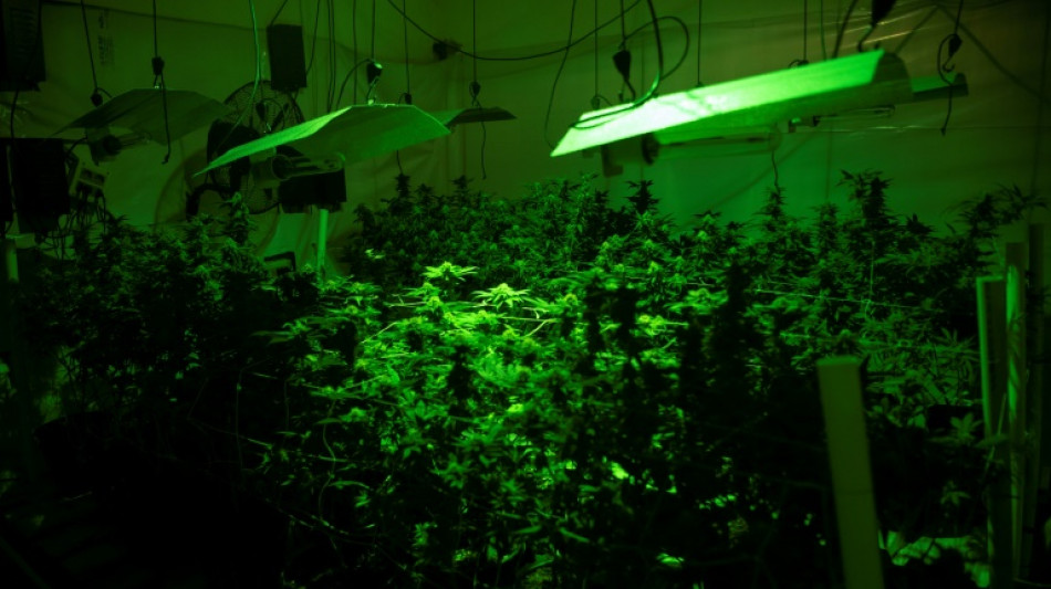 Cannabis: le HHC interdit en France, annonce l'Agence du m&eacute;dicament 