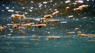 Sur la c&ocirc;te basque, une microalgue toxique scrut&eacute;e par la recherche