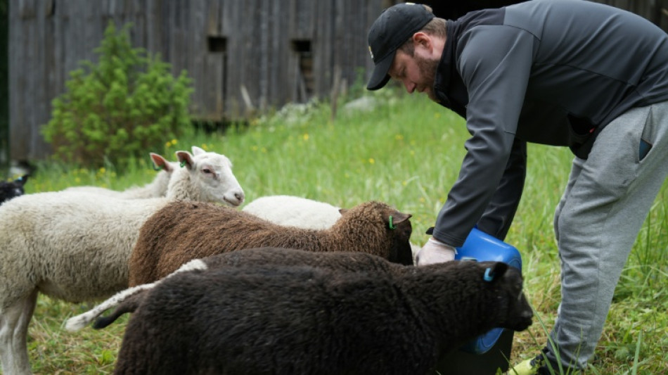 Ser pastor por una semana: un programa de verano tan ins&oacute;lito como popular en Finlandia
