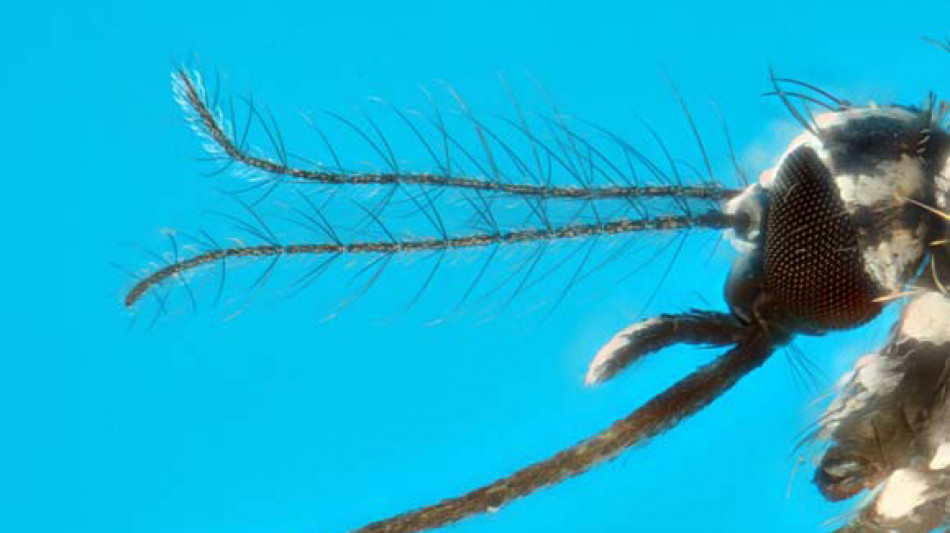 Un miliardo per difendersi da insetti, sempre pi&ugrave; aggressivi