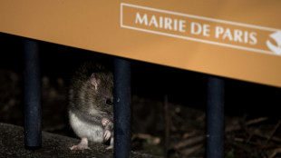 Cohabitation ou &eacute;radication: &agrave; Paris, le sort des rats divise les &eacute;lus