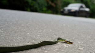 "Atenci&oacute;n, tapir en la v&iacute;a": salvar animales con IA en las carreteras de Brasil