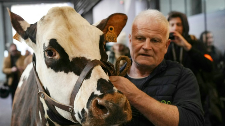 L'&eacute;leveur d'Oreillette, &eacute;g&eacute;rie du Salon de l'agriculture, veut "d&eacute;fendre la race normande"