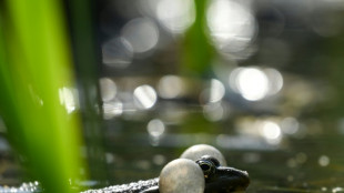 Wie Kanonenfeuer: Quakende Fr&ouml;sche l&ouml;sen Polizeieinsatz in Rheinland-Pfalz aus