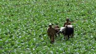 La OMS impulsa una campa&ntilde;a para que los productores de tabaco cambien de cultivo