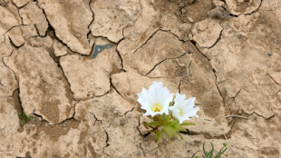 Chile's Atacama Desert blossoms with life after El Nino rains