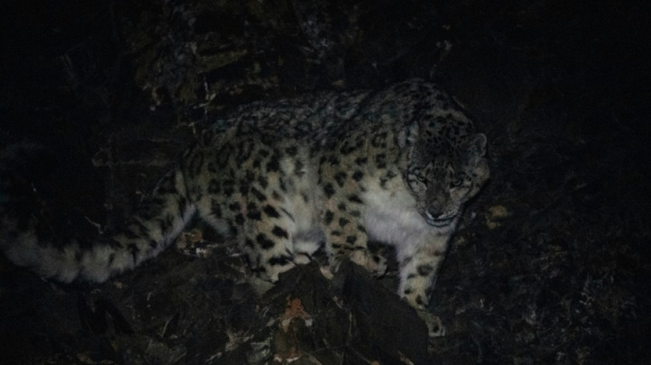 En Mongolie, l&eacute;opards des neiges et gazelles sauvages menac&eacute;s par l'&eacute;levage