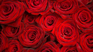 Auch Schnittblumen zuletzt deutlich teurer geworden