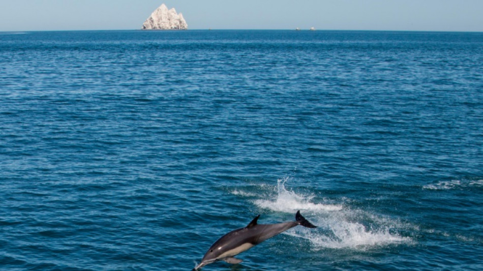 Exploitation mini&egrave;re en eaux profondes: attention aux cons&eacute;quences "irr&eacute;versibles" pour les c&eacute;tac&eacute;s