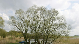 Lemke will z&uuml;gig Gesetz f&uuml;r mehr Naturfl&auml;chen auf den Weg bringen