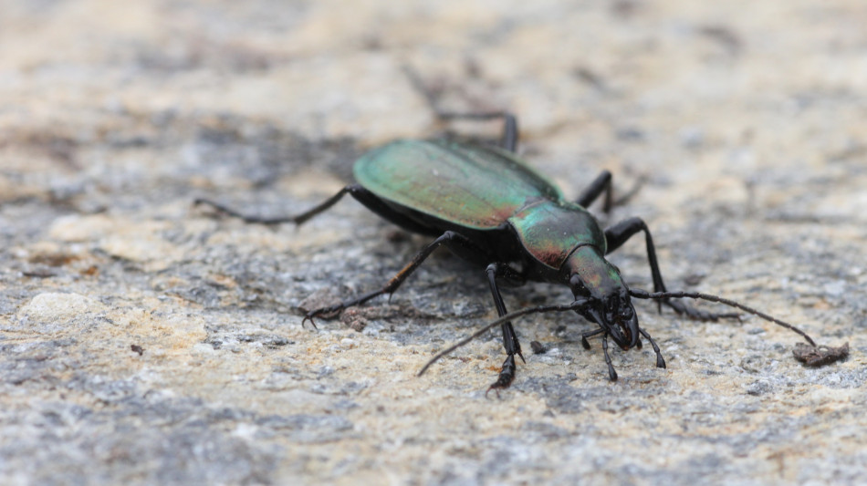 Un insetto delle Alpi Cozie entra fra le specie minacciate