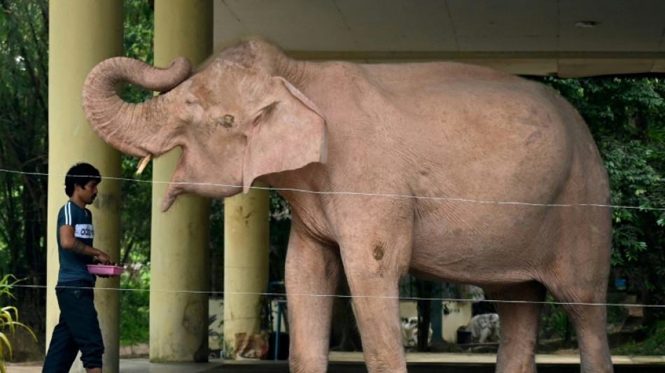 Birmanie: l'&eacute;l&eacute;phant blanc, un signe de bon augure r&eacute;cup&eacute;r&eacute; par la junte