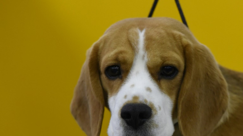 Entlaufener Hund sorgt f&uuml;r zeitweise Vollsperrung der A7 in Niedersachsen