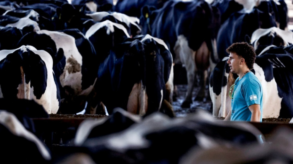 Des dizaines de milliers de b&eacute;n&eacute;voles isra&eacute;liens &agrave; la rescousse des agriculteurs priv&eacute;s de main-d'oeuvre