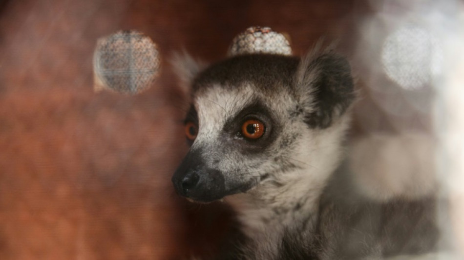 A Mayotte, "l'impact consid&eacute;rable" du cyclone Chido sur la biodiversit&eacute;