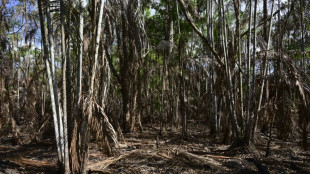 La superficie devastada por incendios en la Amazonía brasileña cae un 65% en julio