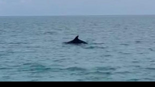 Gli esseri umani unica minaccia per il delfino Mimmo di Venezia