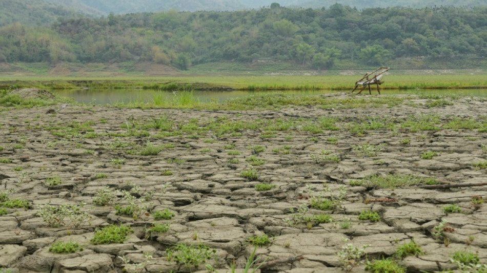 A Ta&iuml;wan, la s&eacute;cheresse menace les cultures de bambou