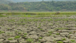 A Ta&iuml;wan, la s&eacute;cheresse menace les cultures de bambou