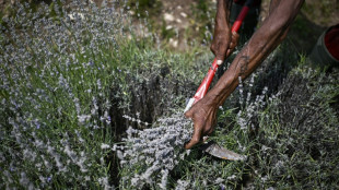 Normes europ&eacute;ennes: la Bulgarie championne de la lavande veut mettre le hol&agrave;