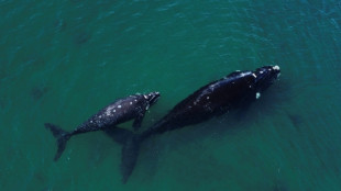 La primera "COP Oc&eacute;anos" tendr&aacute; lugar del 11 al 22 de enero de 2027