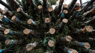 Lastwagen voller Weihnachtsb&auml;ume in Brandenburg gestohlen