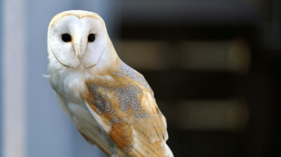 Kratzgeräusche im Schornstein: Feuerwehr in Niedersachsen rettet Schleiereule