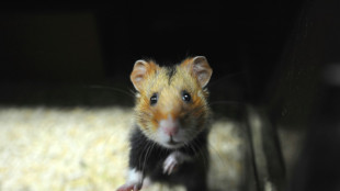 Rettungseinsatz der M&uuml;nchner Feuerwehr: Hamster steckt mit Po in H&auml;uschen fest