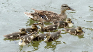 Einsatzkr&auml;fte retten in Baden-W&uuml;rttemberg sieben Entenk&uuml;ken aus Kanalschacht