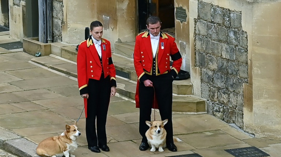 A Windsor, les corgis et un poney d'Elizabeth II participent aussi aux fun&eacute;railles de leur reine