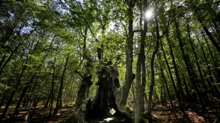 Espagne: des habitants ont sauv&eacute; des flamme un arbre remarquable de 500 ans