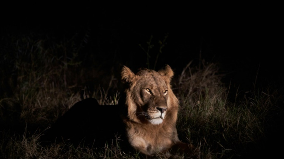 Un ni&ntilde;o sobrevive durante cinco d&iacute;as entre leones en un parque de Zimbabue