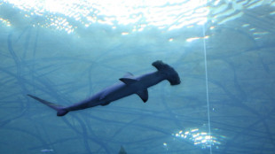 Cumbre de especies amenazadas debate restringir tr&aacute;fico de aletas de tibur&oacute;n